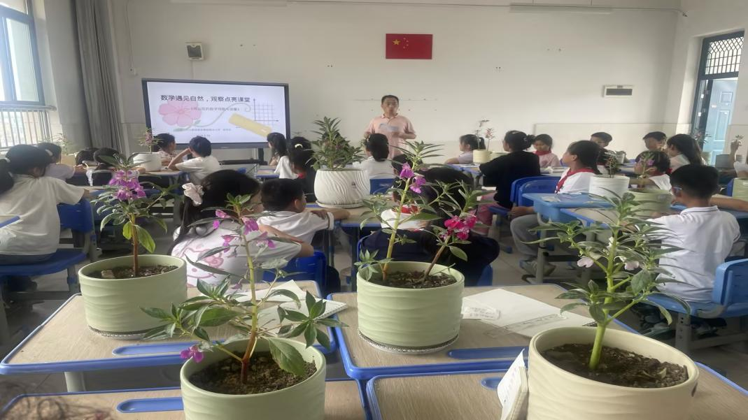 高刘小学四年级组开展凤仙花项目式学习之数学课堂活动
